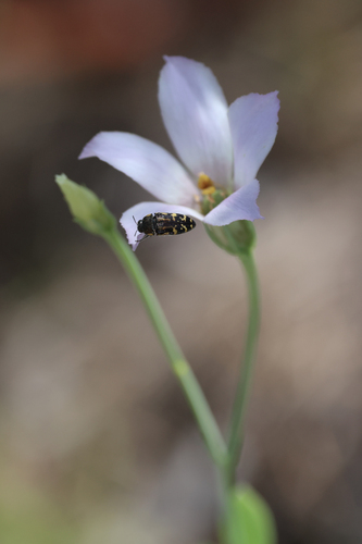 Eustoma exaltatum, photograph 6