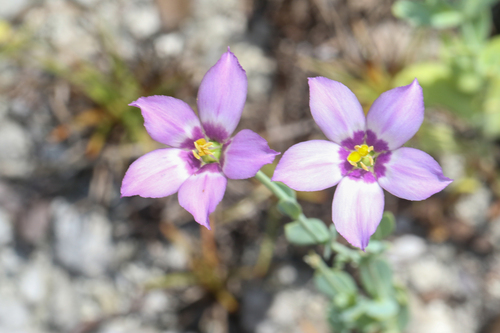 Eustoma exaltatum, photograph 3