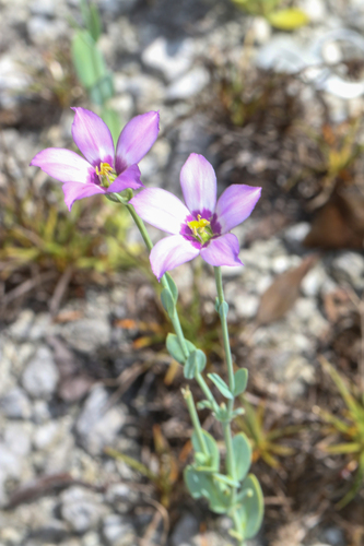 Eustoma exaltatum, photograph 4