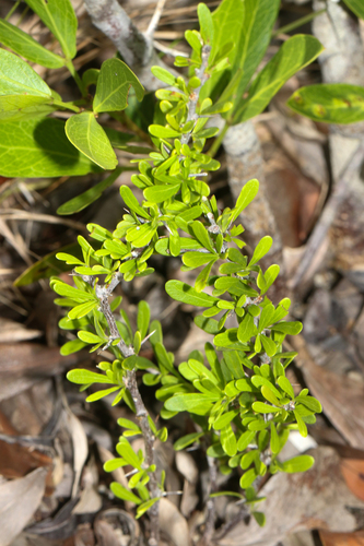 Sideroxylon celastrinum, photograph 1