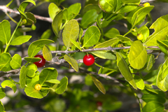 Crossopetalum rhacoma