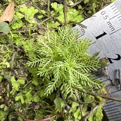 Hottonia inflata