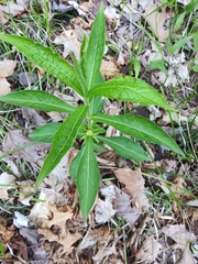 Triosteum angustifolium