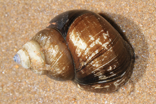 Japanese Mystery Snail
