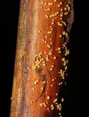 Lachnum pteridophyllum