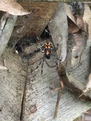 Nephilengys malabarensis