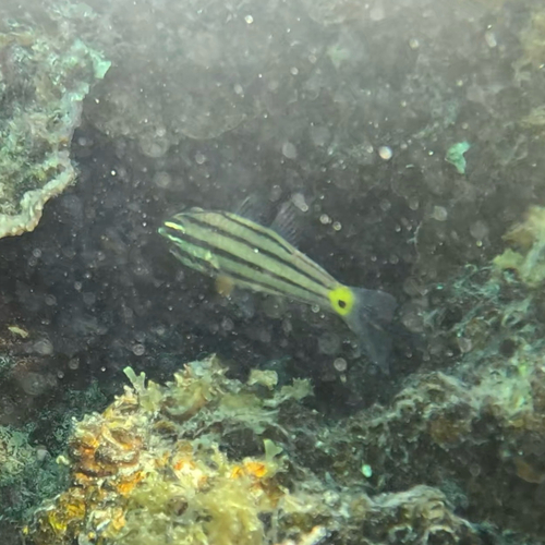 Fivelined cardinalfish