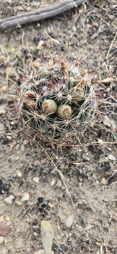 Spinystar