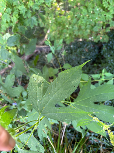 giant ragweed