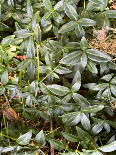 lesser periwinkle