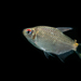 Glass Tetra - Photo (c) Julio César, some rights reserved (CC BY-NC-ND), uploaded by Julio César