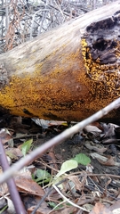Fungi