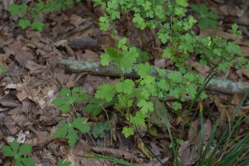 Image of Ribes echinellum by no rights reserved