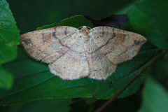Apodrepanulatrix liberaria