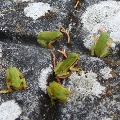 Hyla molleri