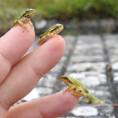 Hyla molleri