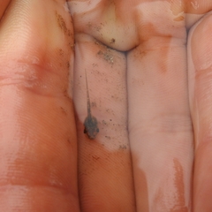 Hyla molleri