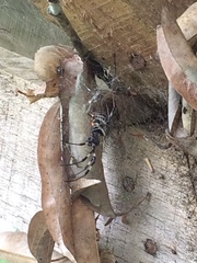 Nephilengys malabarensis