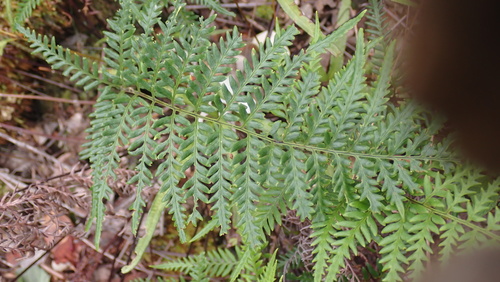 Pityrogramma austroamericana observed 2026-08-31