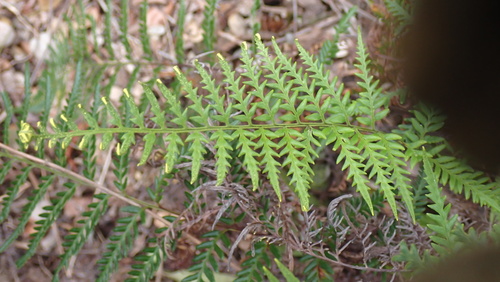 Pityrogramma austroamericana, photograph 4