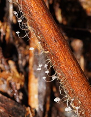 Mycena albidocapillaris