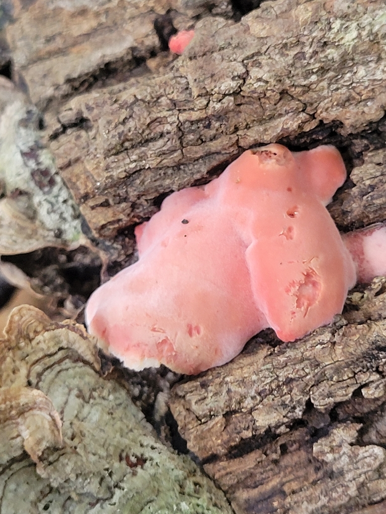 Coral-pink Merulius · August 2026 · photo: Photo: no rights reserved · iNaturalist