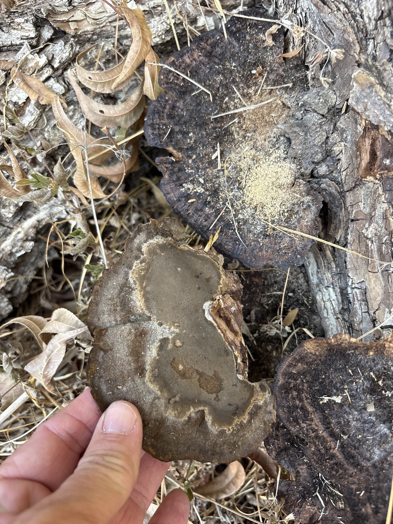 Hairy Hexagonia · August 2026 · photo: Photo: (c) Sam Kieschnick, some rights reserved (CC BY) · iNaturalist
