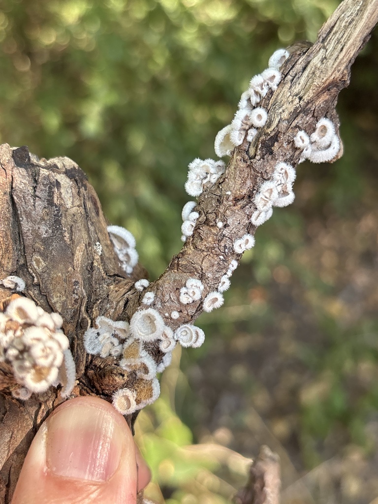 splitgill mushroom · August 2026 · photo: Photo: (c) Sam Kieschnick, some rights reserved (CC BY) · iNaturalist