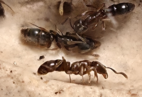 Granulate Crypt Ant