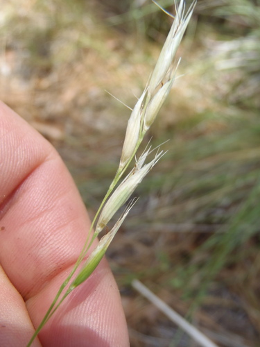 Danthonia californica observed 2026-08-28
