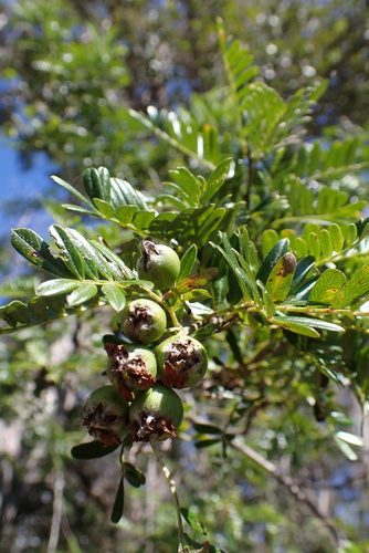 Osteomeles anthyllidifolia, photograph 1