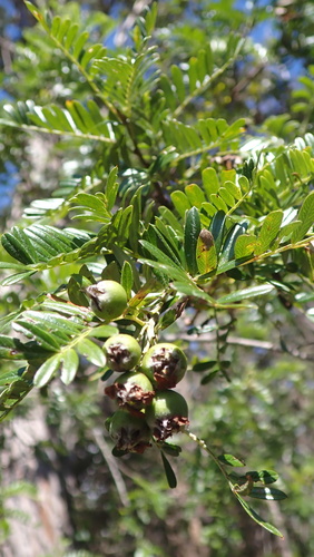 Osteomeles anthyllidifolia, photograph 2