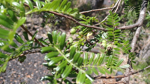 Osteomeles anthyllidifolia, photograph 3
