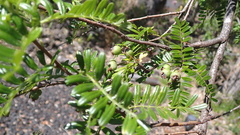 Osteomeles anthyllidifolia, photograph (c) Robin White, some rights reserved (CC BY)