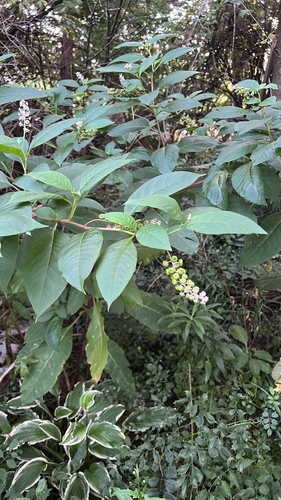 American pokeweed