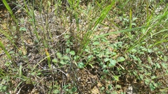 Chamaecrista calycioides