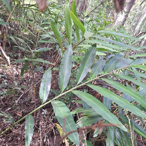Alpinia caerulea, photograph 3