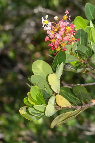 Byrsonima lucida, photograph 2
