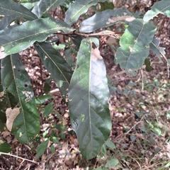 Cryptocarya obovata, photograph (c) Greg Tasney, some rights reserved (CC BY-SA)