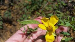 Chamaecrista calycioides