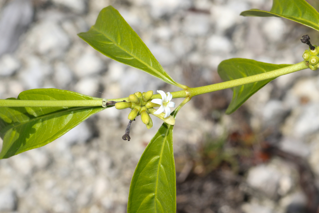 Morinda royoc; photograph (c) Tom Field, some rights reserved (CC BY)