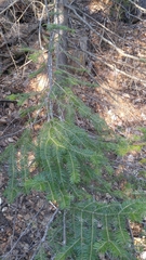 Abies balsamea image