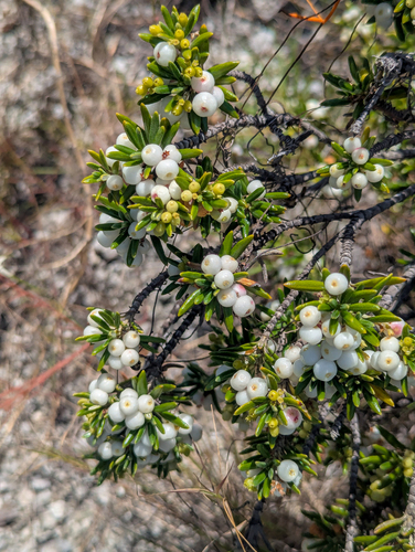 Strumpfia maritima