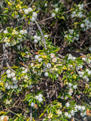 Strumpfia maritima, photograph (c) Tom Field, some rights reserved (CC BY)