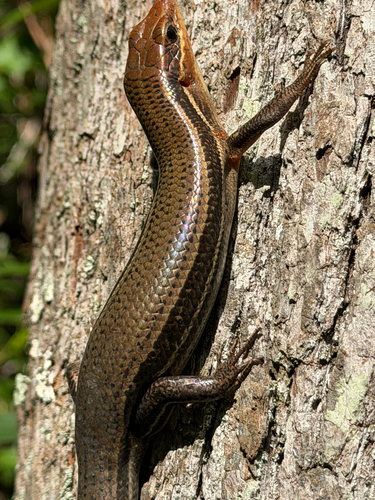 Broad-headed Skink observed by dalrek