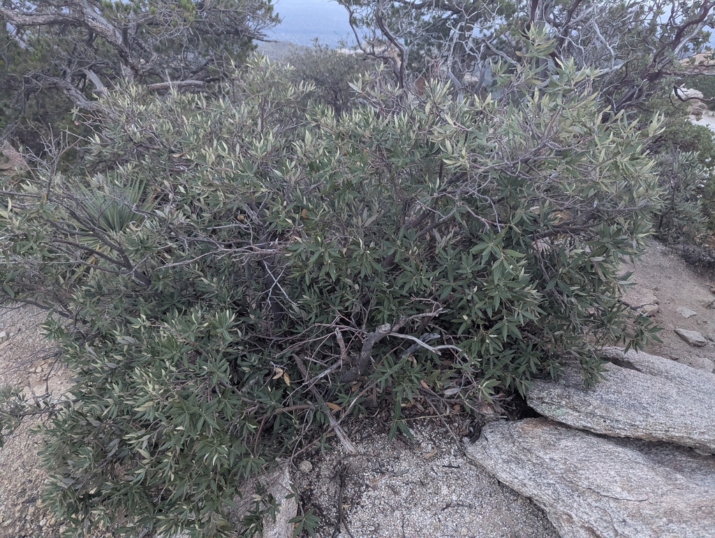 Quercus hypoleucoides; photograph (c) Rachel Stringham, some rights reserved (CC BY)