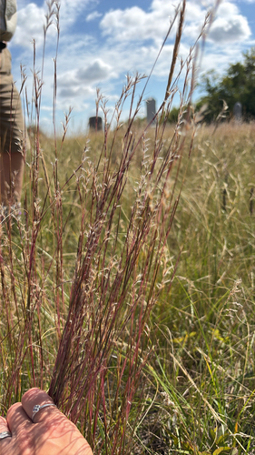 little bluestem