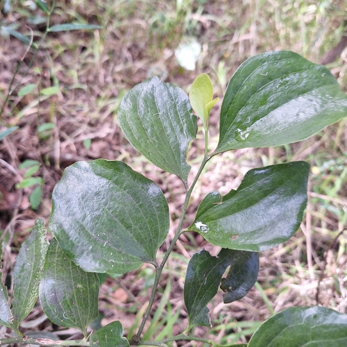 Exocarpos latifolius, photograph 6