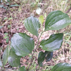 Exocarpos latifolius, photograph (c) Greg Tasney, some rights reserved (CC BY-SA)