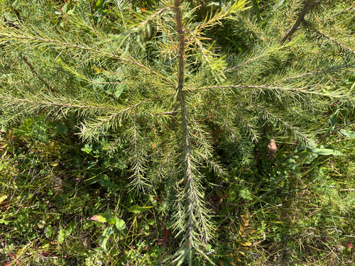 tamarack